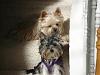 White Yorkie?-cid_x_ma6_1334281036-aol.jpg
