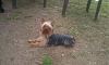 Male Yorkie urinating on his skirt-imagejpeg_2_24.jpg