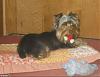 Isn't Oscar the cutest alien Yorkie you ever seen ?-1kk9y-1cn-1b.jpg