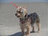 Beach Puppy-maggieonbeach.jpg