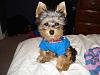 Is my pup a full yorkie?-24749_1439610669172_1200183364_31300916_3969317_n.jpg