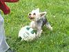 i do not think Oscar likes Soccer, LOL !-68729_517695548903_209200963_30812940_5417283_n.jpg