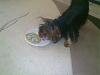 Happy Birthday Ziggy!!-210420121801.jpg