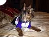 Teapot Yorkies ! please post pics.-bailey-bed-low-rez.jpg