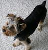 Teapot Yorkies ! please post pics.-2010-2011-024.jpg
