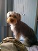 Teapot Yorkies ! please post pics.-harry1.jpg