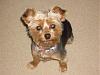 Teapot Yorkies ! please post pics.-sophie-front.jpg