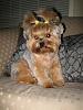 Teapot Yorkies ! please post pics.-251476_2098176147668_1643319259_2092925_1551875_n.jpeg