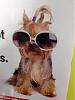 Yorkie on a AAA magazine-yorkie-glasses.jpg