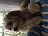 Teapot Yorkies ! please post pics.-photo-1-.jpg