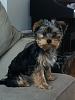 What to do when you find out that your Yorkie is a mix?-img_0323.jpg