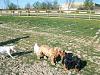 Dog Park-dog-park-113.jpg