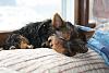 Where Is Your Yorkies Favorite Place To Sleep ?-i-5pz4hql-l.jpg