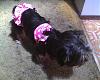 Guilty pleasure purchases for your Yorkie-photo04291423_1-550x440-.jpg