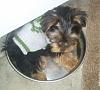 Help!  Yorkie has thin smooth hair.-baby-max.jpg
