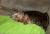 My sweet sleepy boy !-1kk9y-1d9-1.jpg