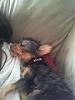 New yorkie owner...Coat question :)-20120505_172505.jpg