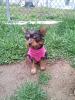 New yorkie owner...Coat question :)-525615_3890370300330_1311163127_3732189_1575662206_a.jpg