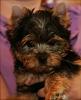 New to Yorkie Talk-img_4584.jpg