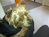 Working Yorkies...? ;-)-train.jpeg