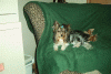 How did you get your Yorkie Talk name?-im001533mica.gif