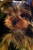 Hi, new Yorkie owner and new member.-max2.jpg