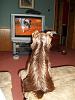 Oscar watching ceaser millan,dog whisperer-010.jpg