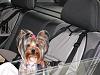 How do your yorkies ride in the car?-lets-go-momma.jpg