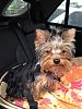 How do your yorkies ride in the car?-lexi-5-21-12.jpg