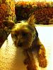 Miss Priss new style...-miss-prisss-new-cut-sofa..jpg