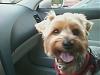 Large Yorkie-happy-puppy.jpg