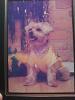 Large Yorkie-mardi-paw-2012.jpg
