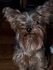 does your yorkie have big ears? lol-peek-boo-5.5-years-old.jpg