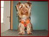 Oscar wearing his new FouFou Founess Harness !-008.jpg