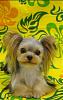 questions bout cocoa with pictures-yorkiejapan-600.jpg