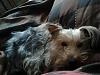 Look what I found!!!!!!!-yorkie-craigslist-512x384-512x384-2-.jpg