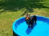 Anyone have a dog pool float?-first-pool-pics-1.jpg