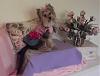 Long Tailed Yorkies?-yt-pink-sequin-long-tail.jpg