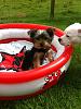 Puppy coat-lily-polo-pool.jpg