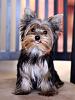 Why do Yorkies stick their tongues out?-web.jpg