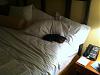 Have you ever snuck your Yorkie into a "no pets" motel?-549242_281614868601175_1316955068_n.jpg