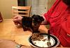 Full grown Yorkie weight?-127-550x381-.jpg