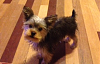Full grown Yorkie weight?-toby-5-months-old-23-weeks-old-.png
