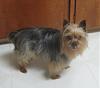 I found a yorkie today!-chewie2.jpg