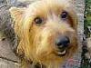 Large Yorkie-scootersm.jpg