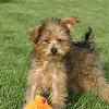 Does anyone here from a Yorkie-poo ? ? ?-micho.jpg