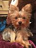 yorkie smiles!-romeosmile.jpg