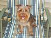 yorkie smiles!-023.jpg