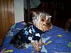 yorkie smiles!-georgie-argyle.jpg