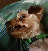 yorkie smiles!-charlie.jpg